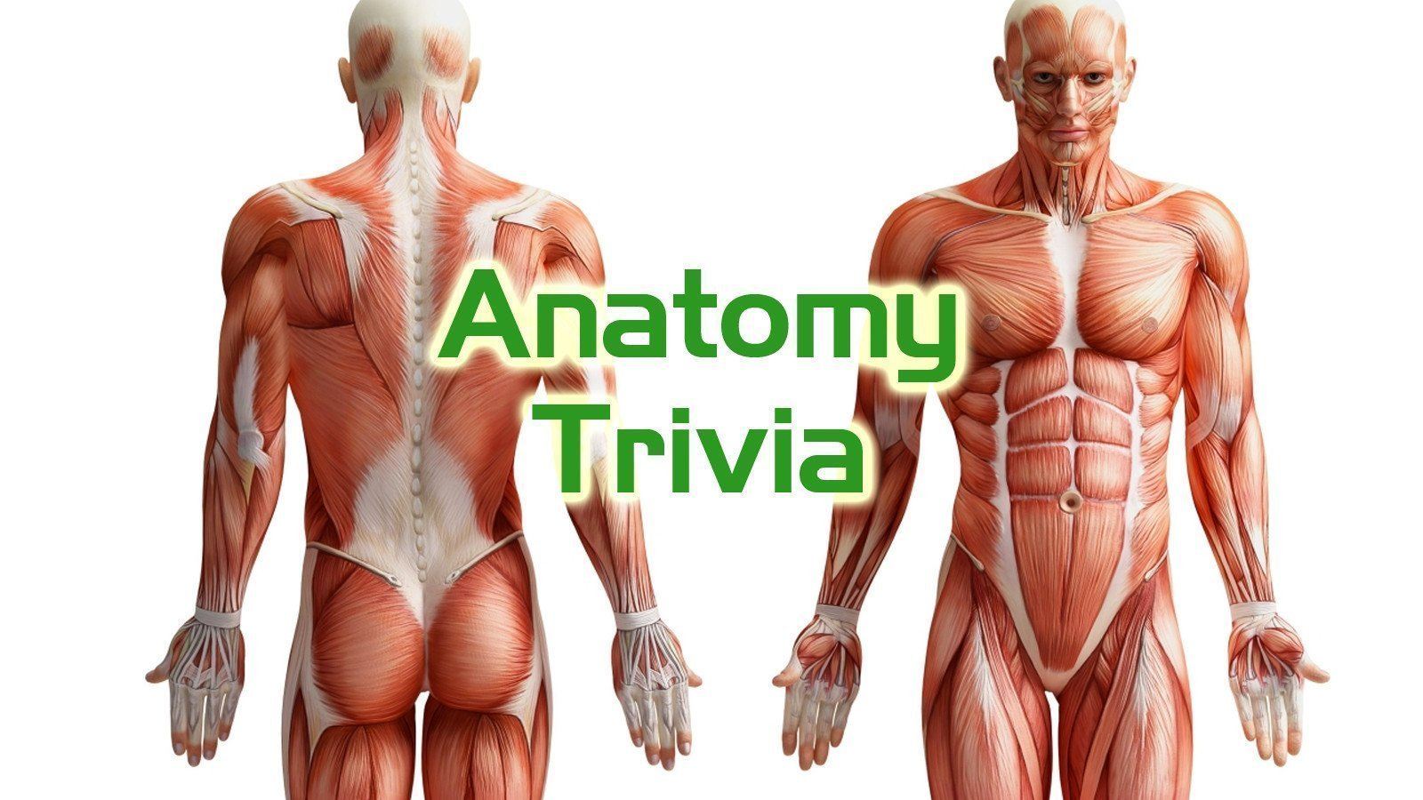 Free Trivia Night Questions - Anatomy