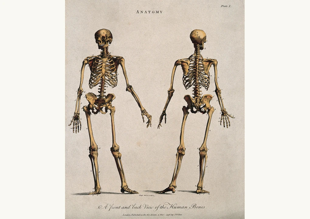 Historical front and back views of the human skeleton, engraved by John Pass in 1796